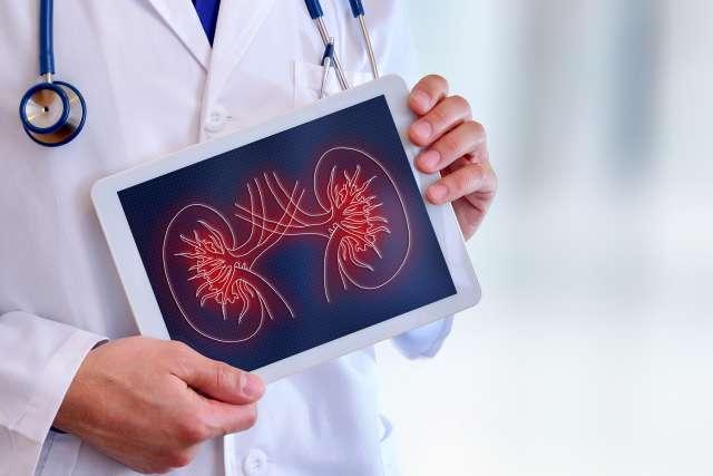 Doctor showing a kidney on a tablet closeup